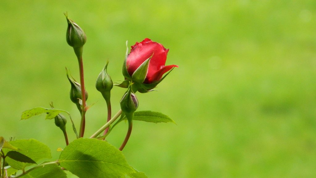 Eine rote Rosenblüte gerade aufgeblüht ragt von der linken Seite ins Bild, vier Knospen dazu, den Rest des Bildes sieht man im Hintergrund verschwommen hellgrünen Rasen..